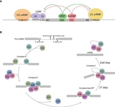 Targeting pre-mRNA splicing in cancers: roles, inhibitors, and therapeutic opportunities